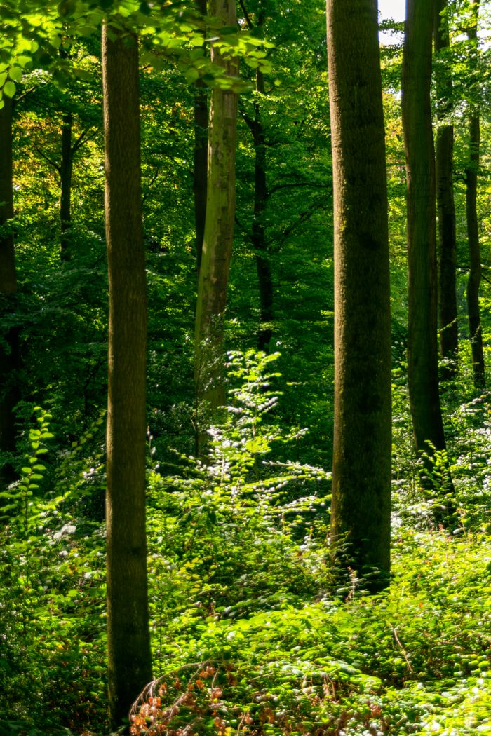 Mastering the First Impression: Your intriguing post title goes here Serene forest scene with sunlight filtering through tall trees and lush green foliage.